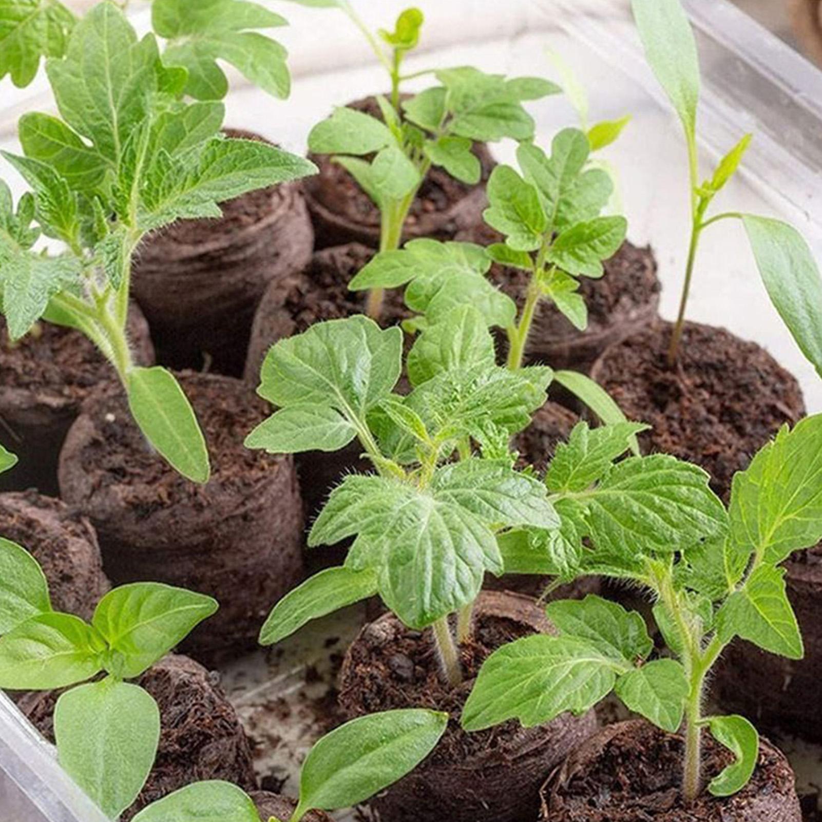 Peat Pellet Tray - 100 Peças de Bandejas de Mistura