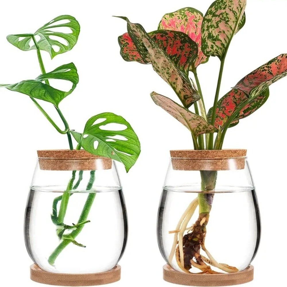 Vaso Hidropônico Transparente  - Propagation Station Vase avaliação e preço