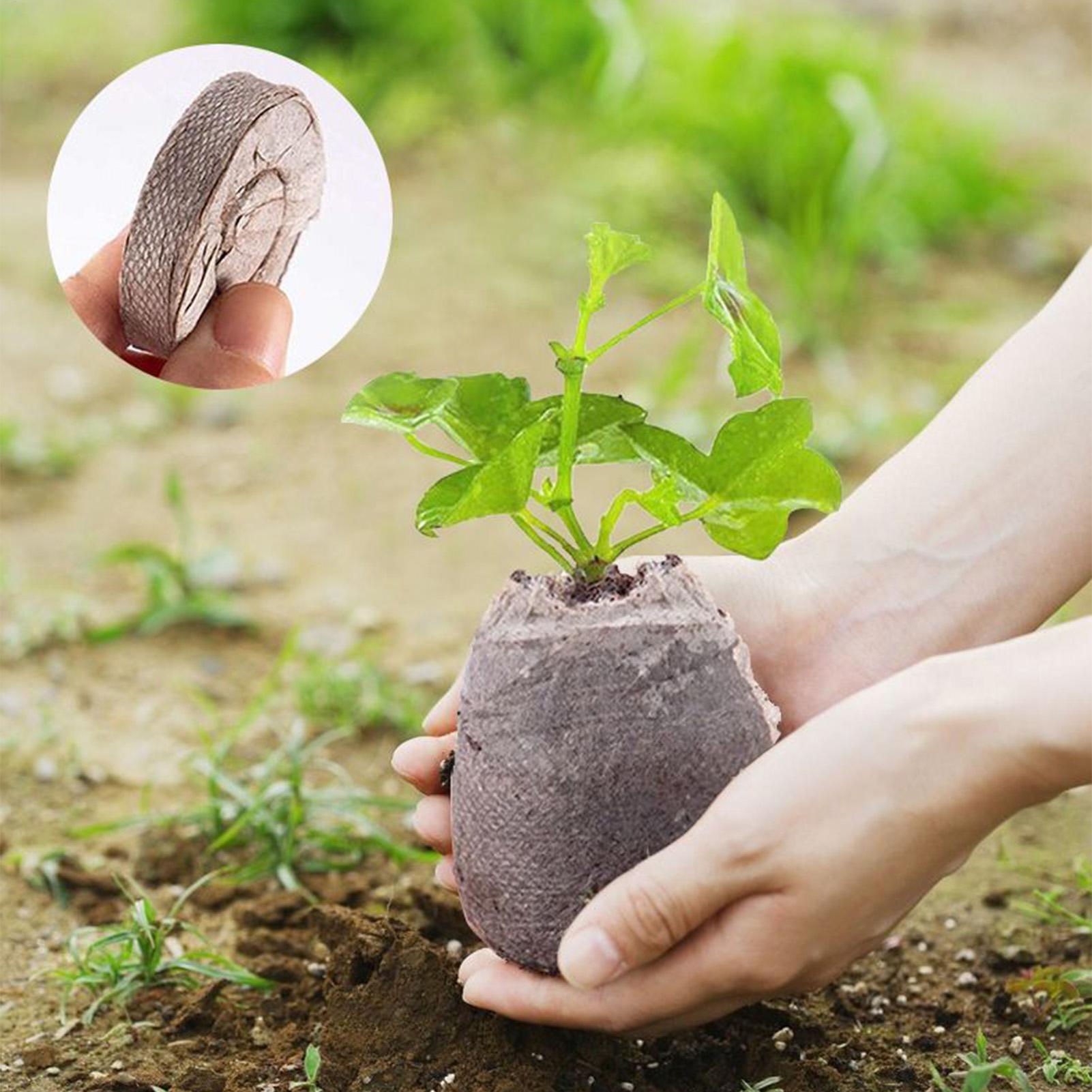 100 Peças de Bandejas de Mistu - Peat Pellet Tray avaliação e preço